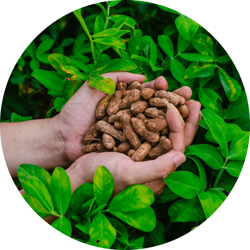 Clean Ingredients